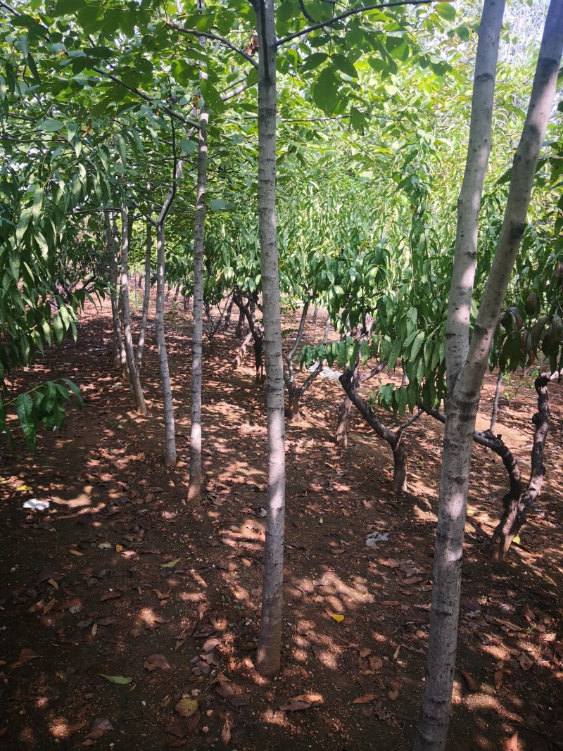 核桃树精品上市中值得信赖泰安苗木批发基地