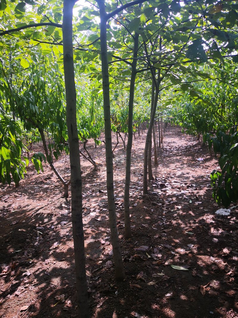 核桃树精品上市中值得信赖泰安苗木批发基地
