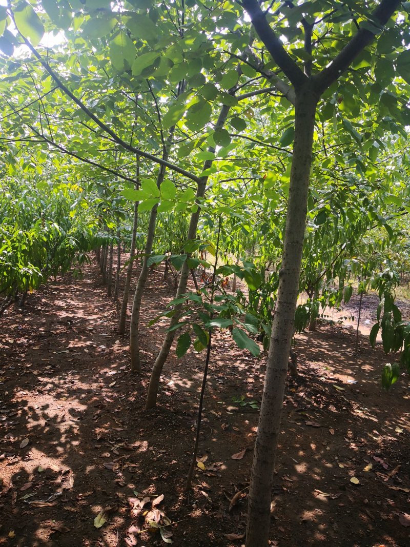 核桃树精品上市中值得信赖泰安苗木批发基地