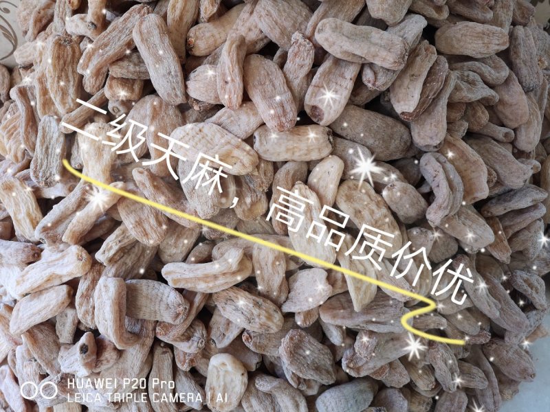 天麻