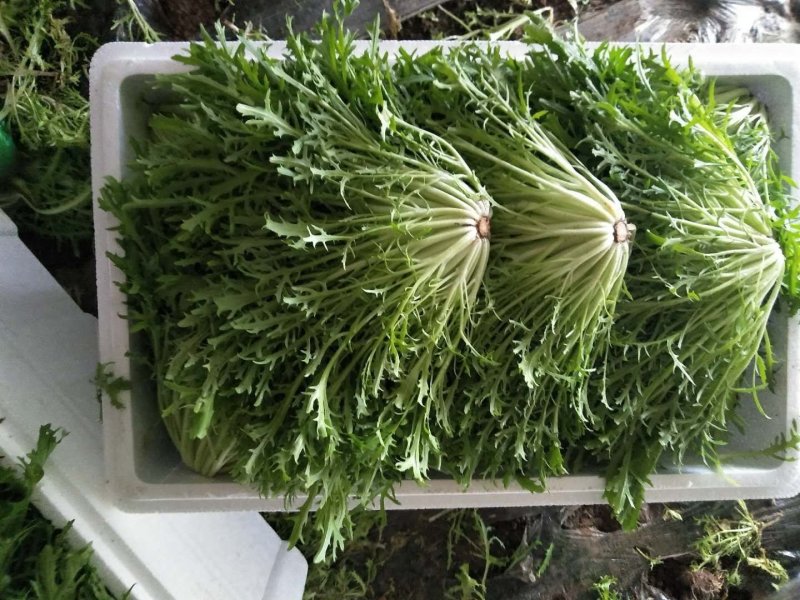 苦菊