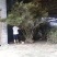 映山红树桩5cm以下