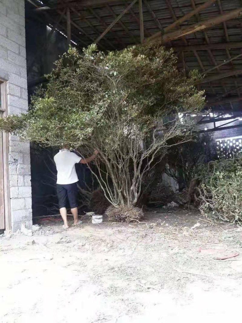 映山红树桩5cm以下