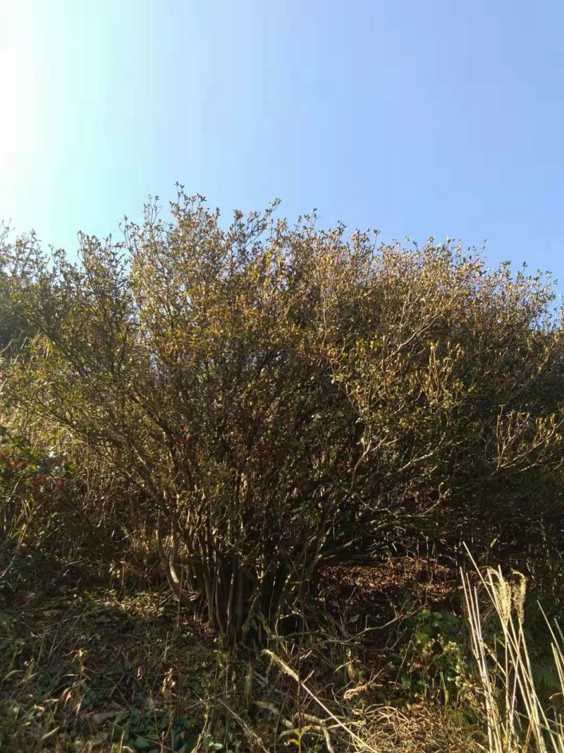 映山红树桩5cm以下