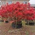 映山红树桩5cm以下