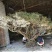 映山红树桩5cm以下