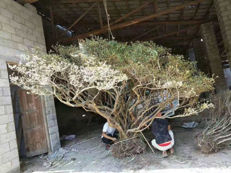 映山红树桩5cm以下