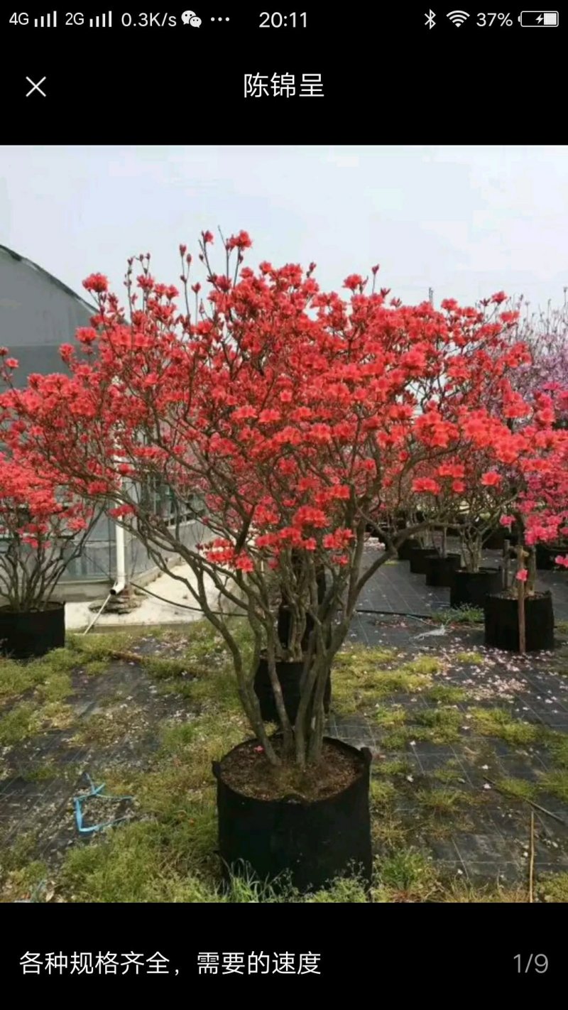 映山红树桩5cm以下