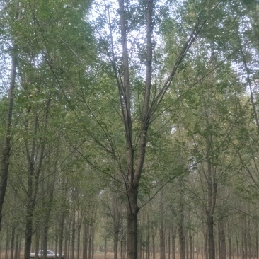 大规格速生白蜡15-20公分量大