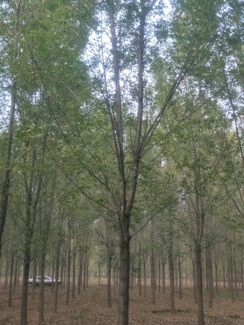 大规格速生白蜡15-20公分量大