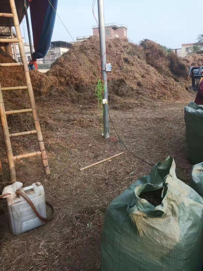大量鬼针草出货