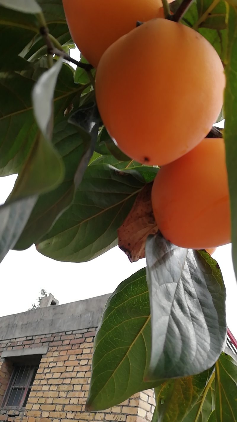 耀州东塬优质尖尖柿子
