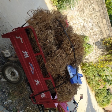 正宗白花牛奶根干货，统货阳枝5厘米以下香味浓郁