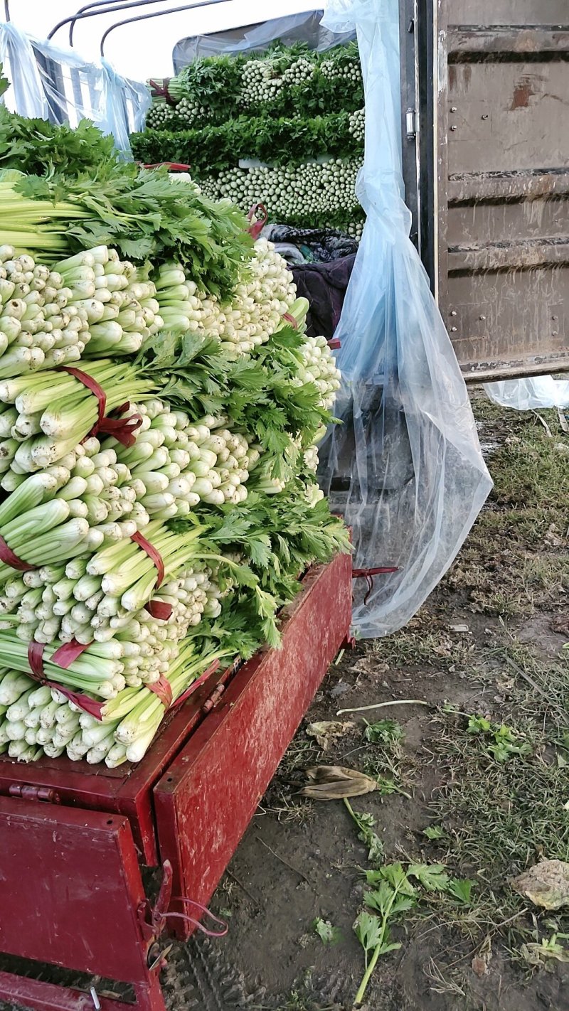优选法国皇后芹菜55公分到60公分，大小均匀，欢迎下单