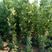 法桐小苗，8至10公分的绿化法桐树。