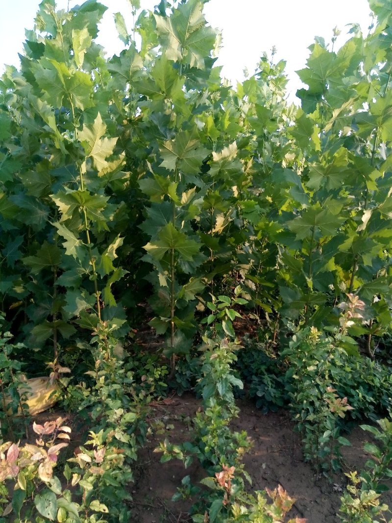 法桐小苗，8至10公分的绿化法桐树。