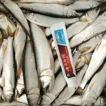马口鱼