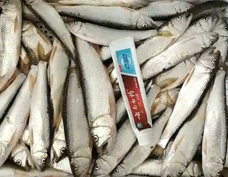 马口鱼