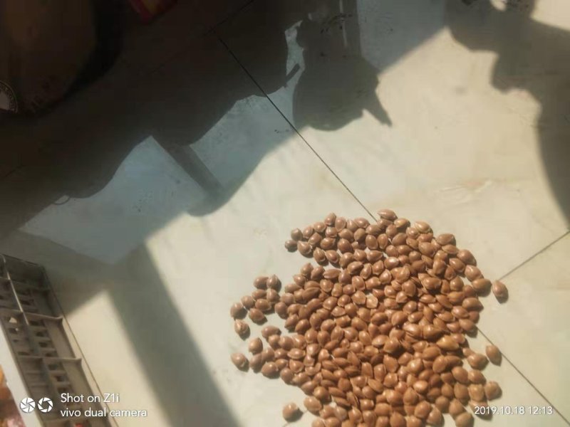 杏仁张家口特产开杏核精品精装小金豆450g