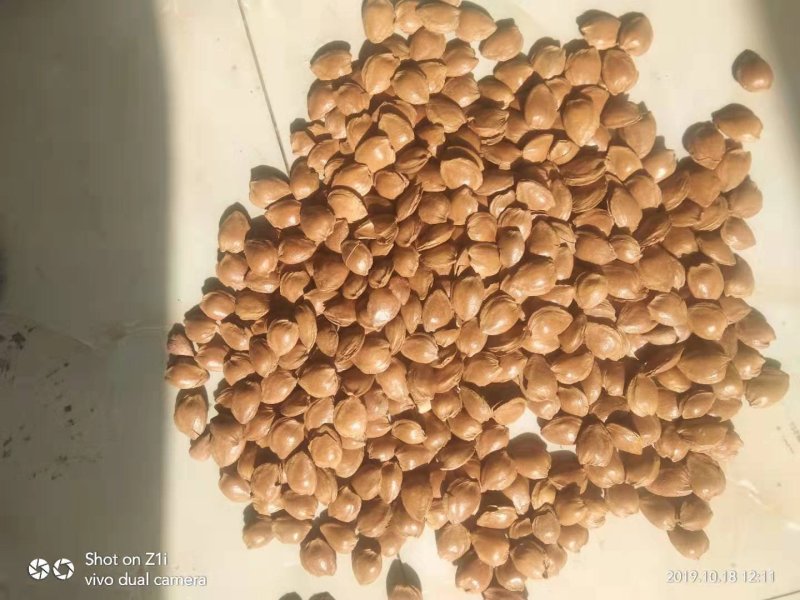 杏仁张家口特产开杏核精品精装小金豆450g