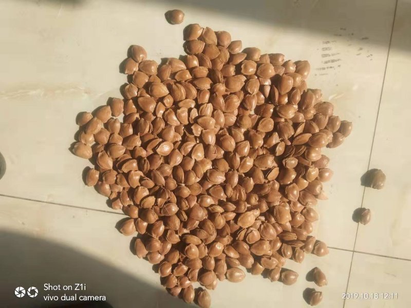 杏仁张家口特产开杏核精品精装小金豆450g