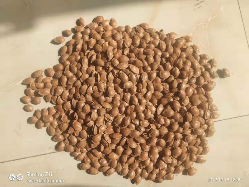 杏仁张家口特产开杏核精品精装小金豆450g