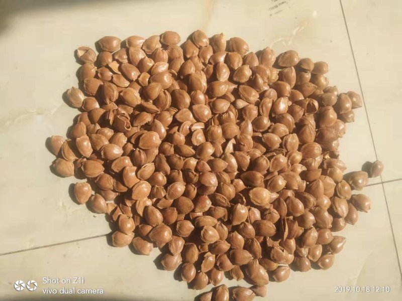 杏仁张家口特产开杏核精品精装小金豆450g