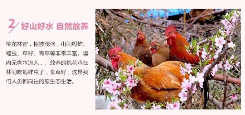 桃花鸡蛋