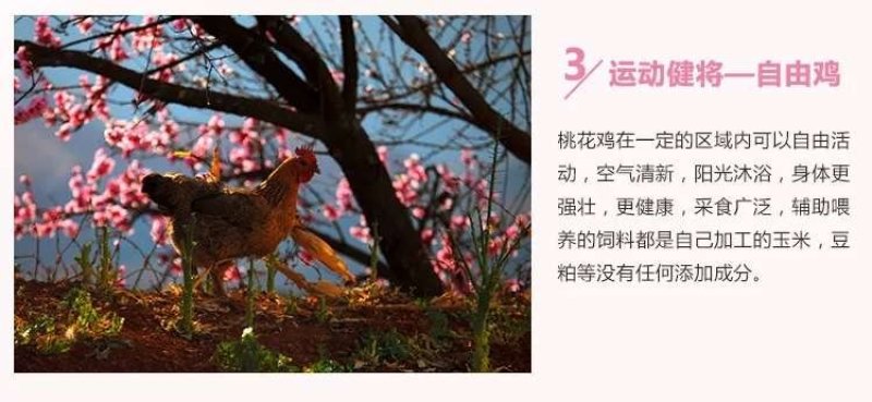 桃花鸡蛋