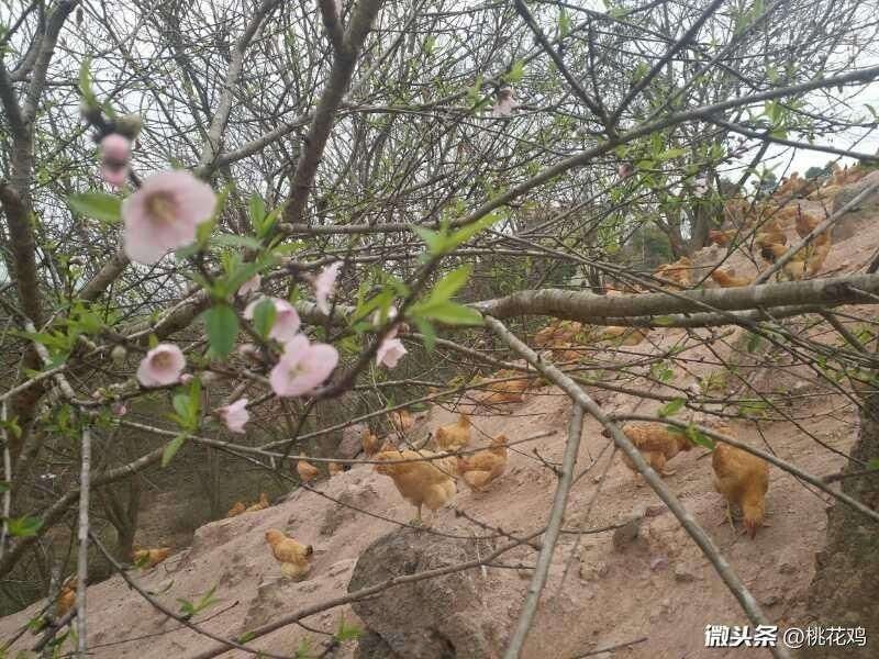 桃花鸡蛋