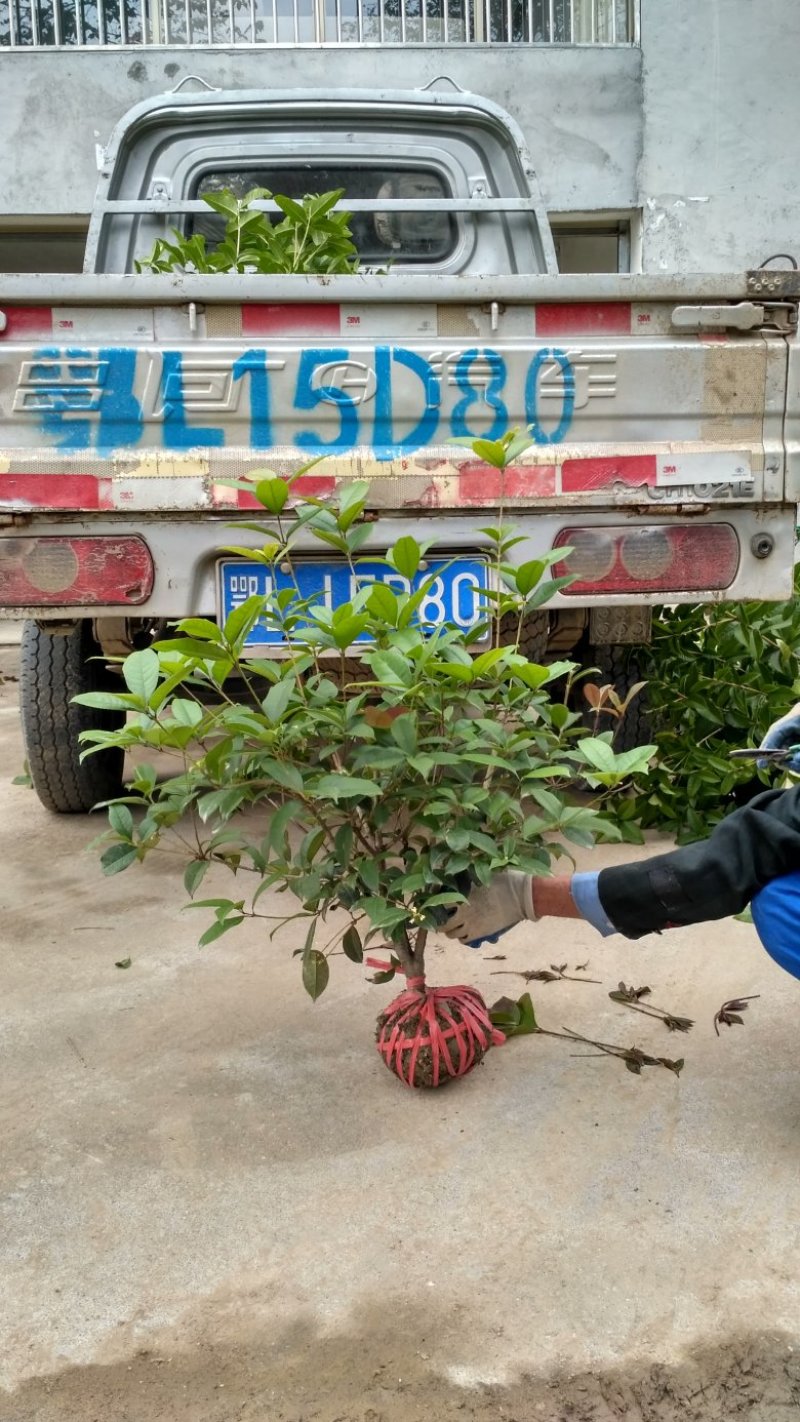 【自产自销】四季桂四季桂苗月桂一年四季开花批发价【包邮】