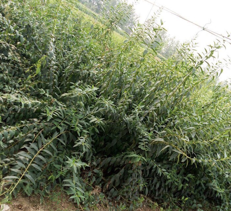 连翘基地苗50万颗供应，产地直销