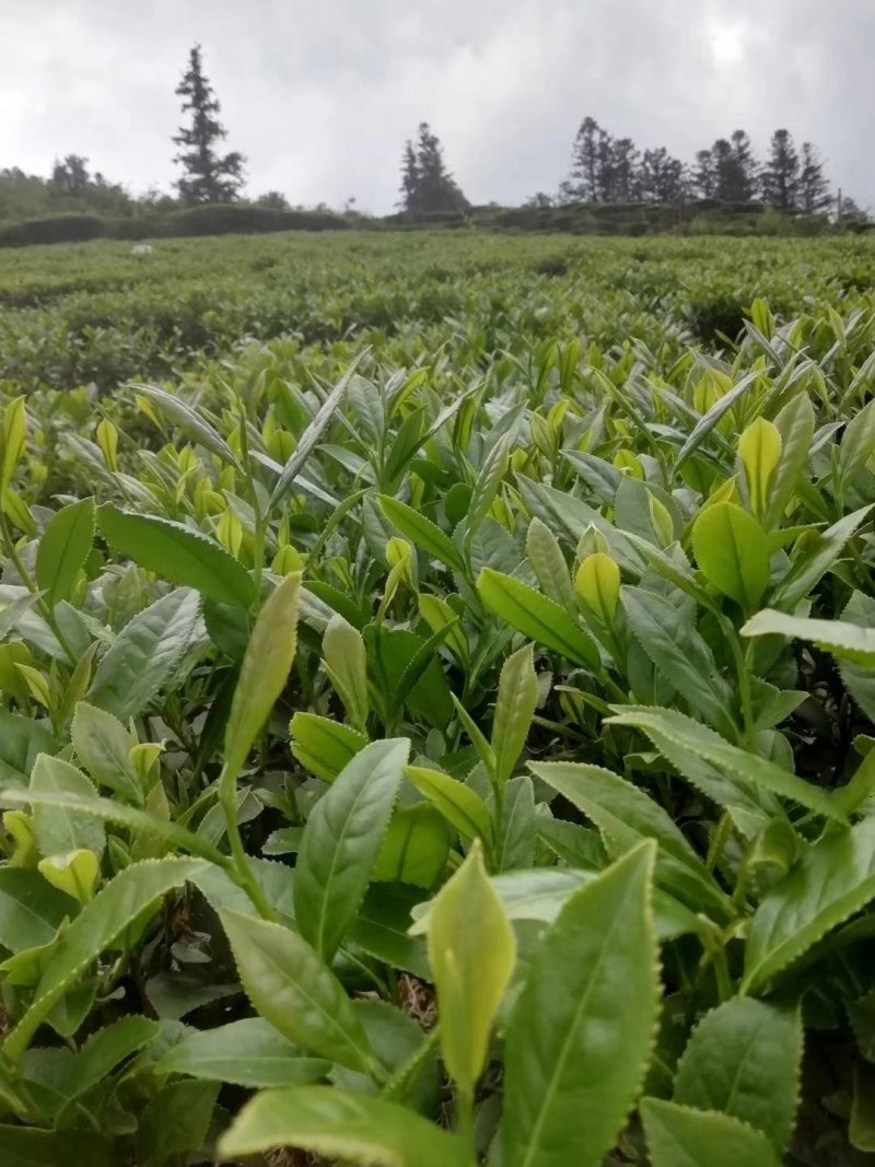 桃花鸡绿茶