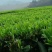 桃花鸡绿茶