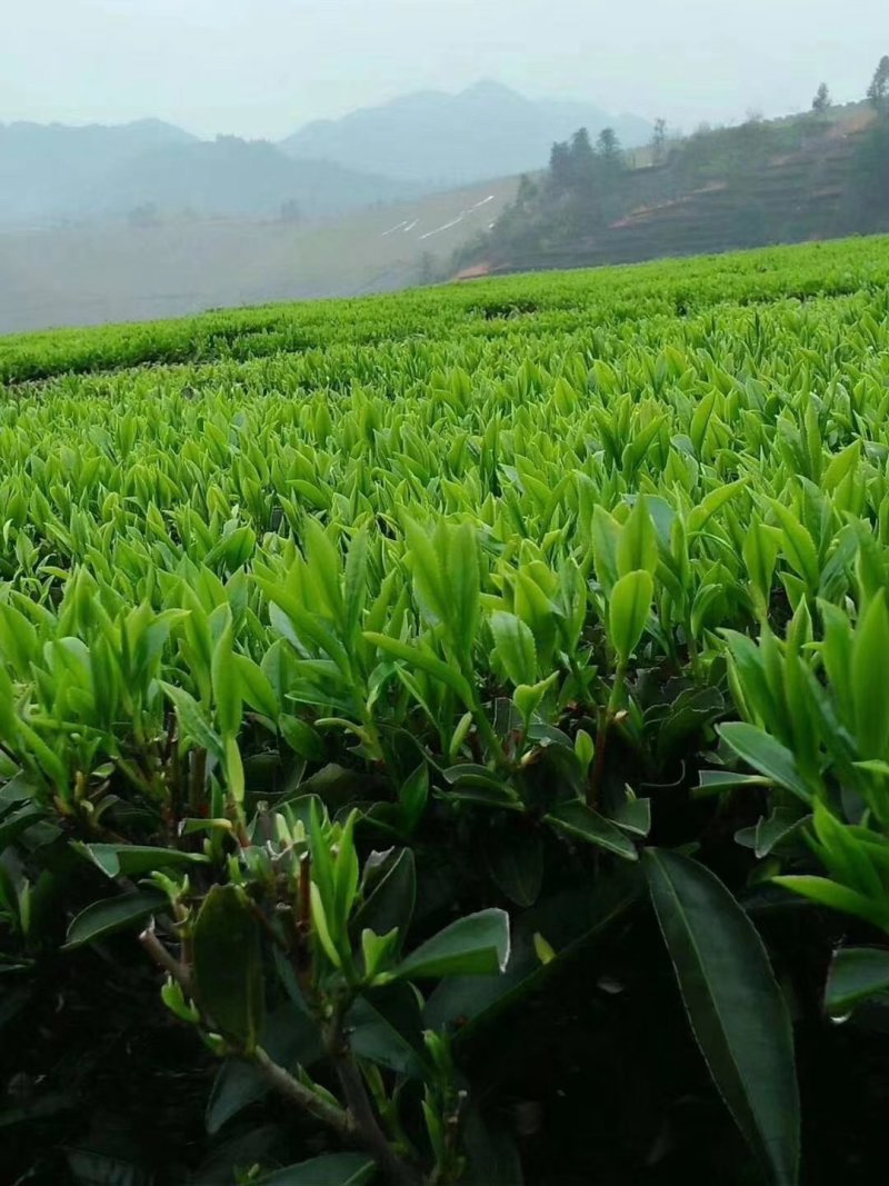 桃花鸡绿茶