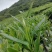 桃花鸡绿茶