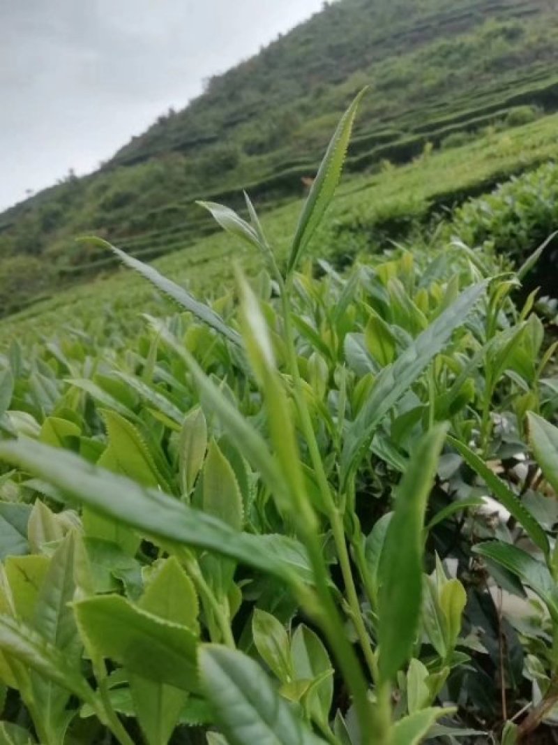 桃花鸡绿茶