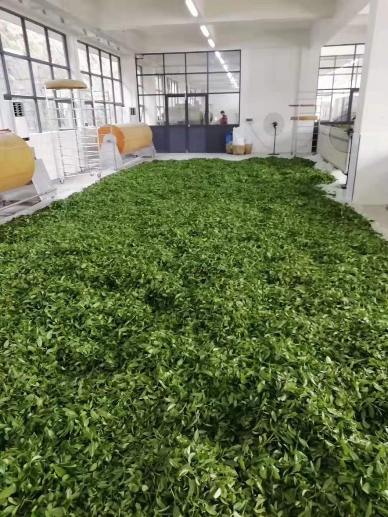 桃花鸡绿茶