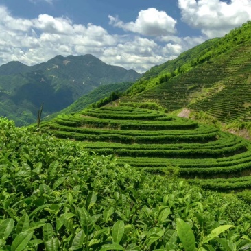 桃花鸡绿茶