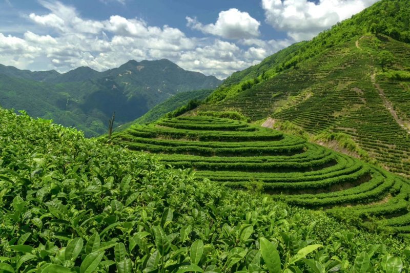 桃花鸡绿茶