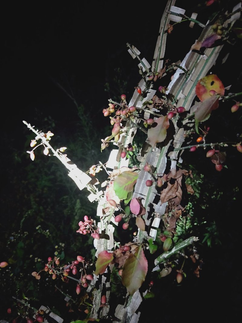 卫矛