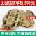 中药材龟板包邮正品龟板粉龟甲鬼壳乌龟壳旱