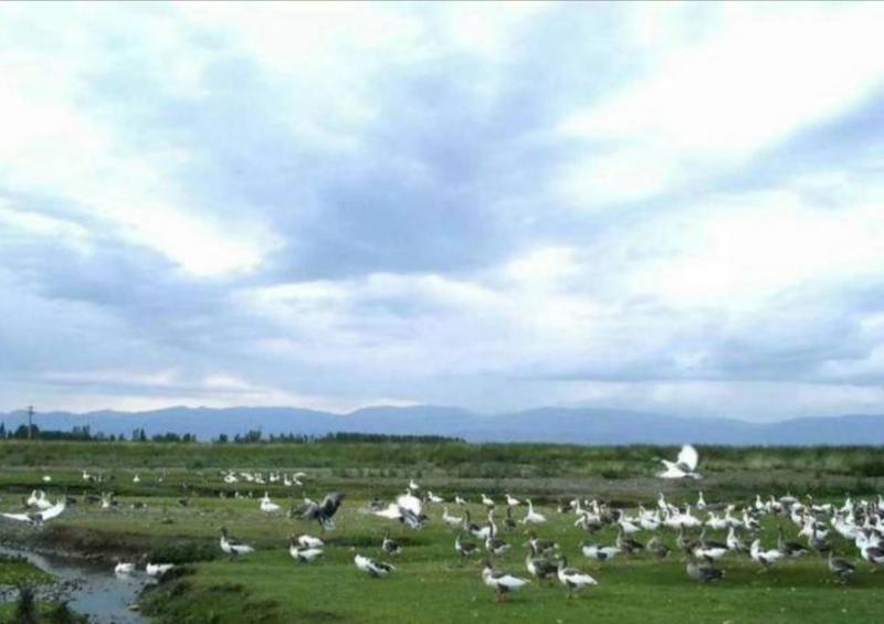 鹅～雁鹅～新疆飞鹅健康无污染，通过有机认证