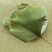 银杏叶茶干银杏叶片特级正品包邮中药材店铺非同仁堂中草