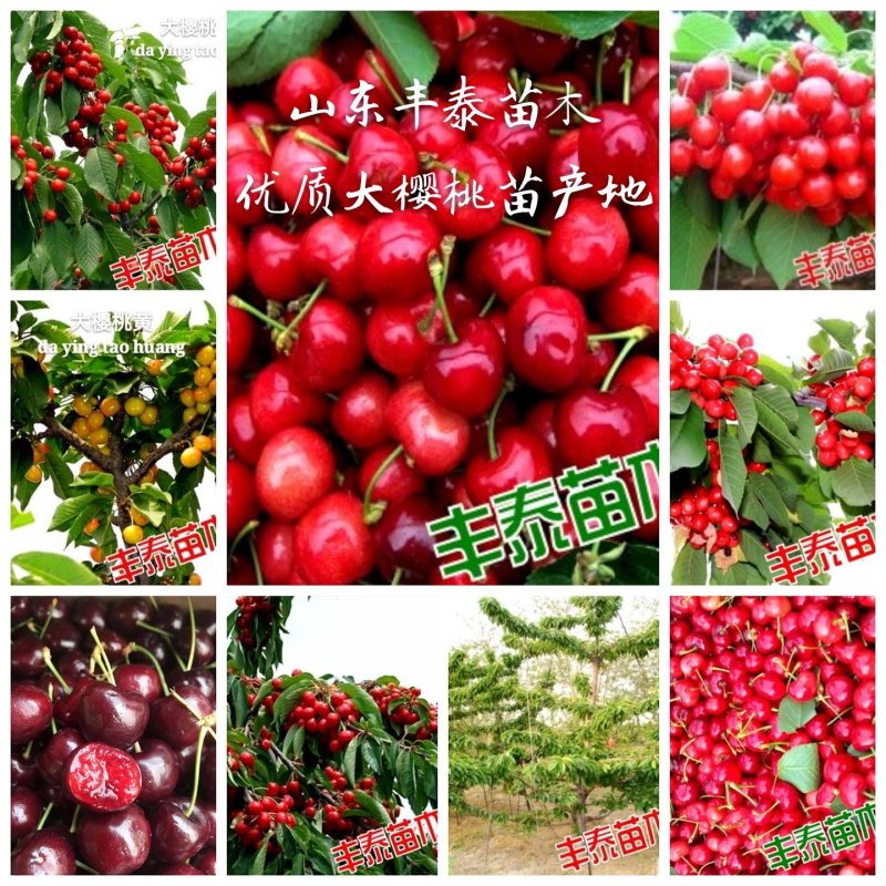 樱桃树苗大樱桃苗樱桃苗基地专业苗圃，丰泰苗木质壮苗纯