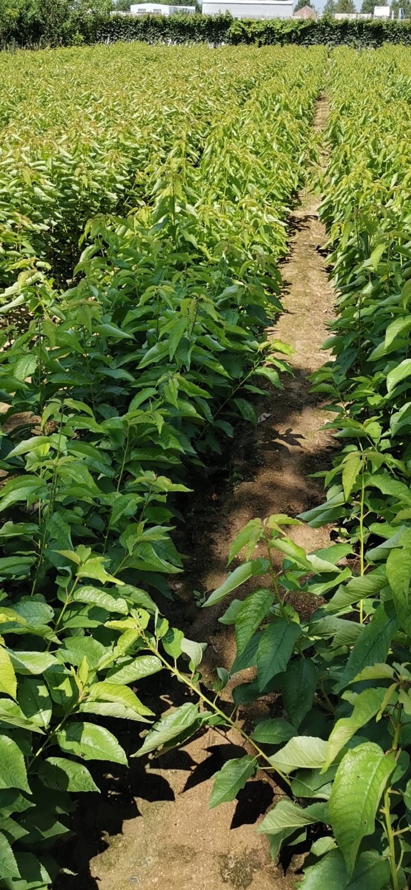 樱桃树苗大樱桃苗樱桃苗基地专业苗圃，丰泰苗木质壮苗纯