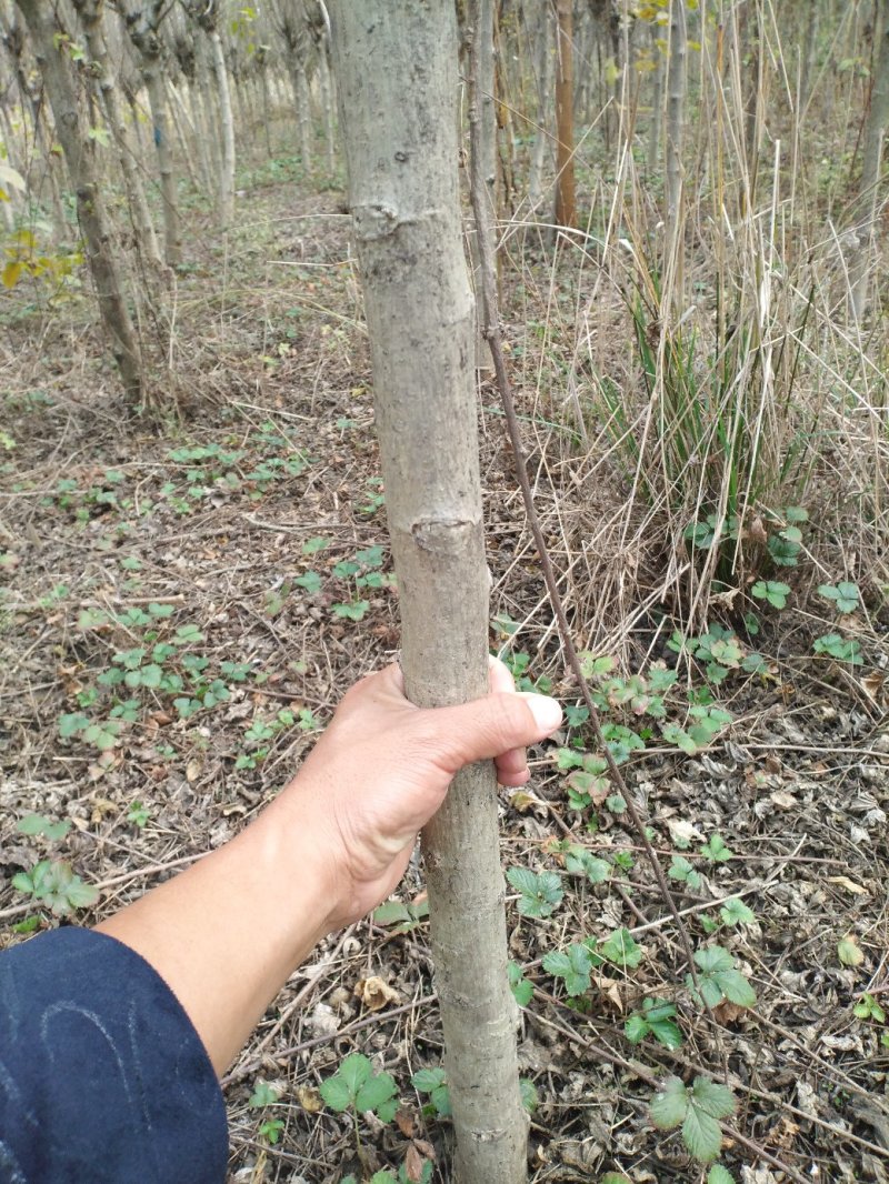 木槿平条基地大量低价直销木槿3-6公分及工程用苗
