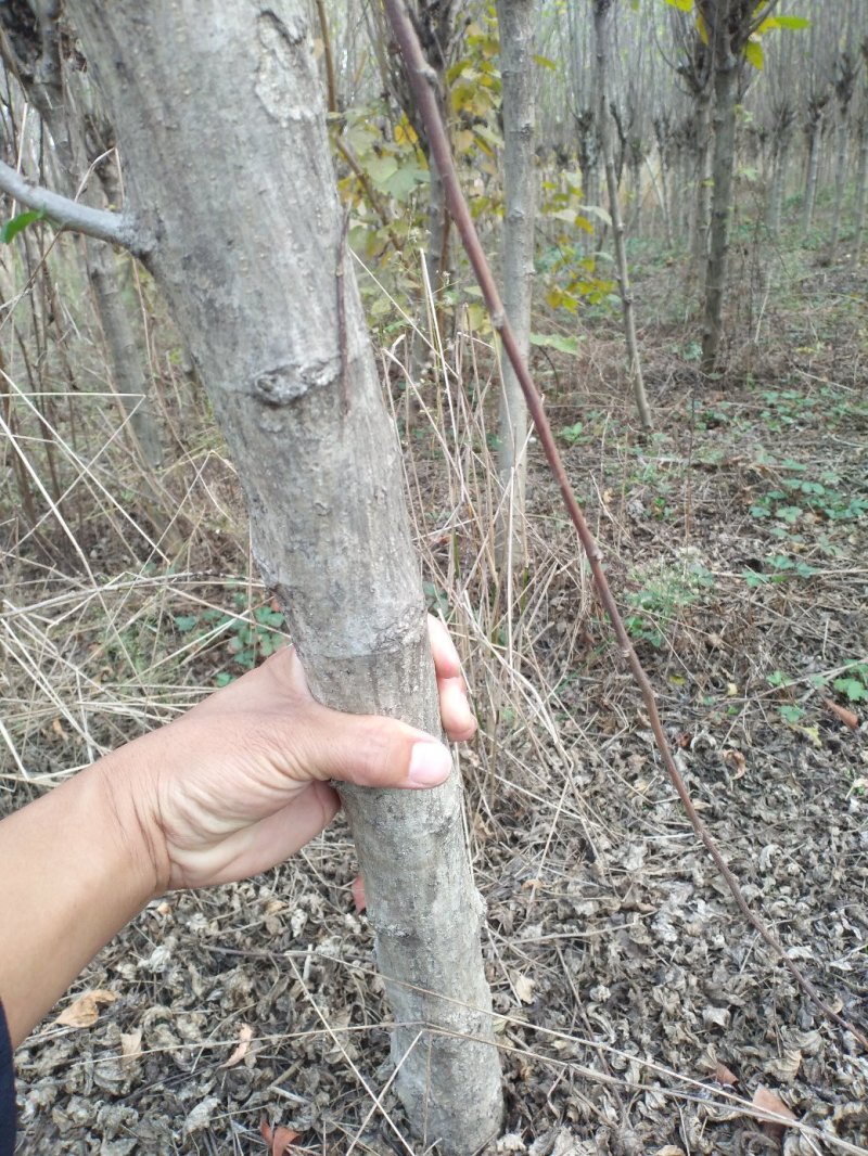 木槿平条基地大量低价直销木槿3-6公分及工程用苗