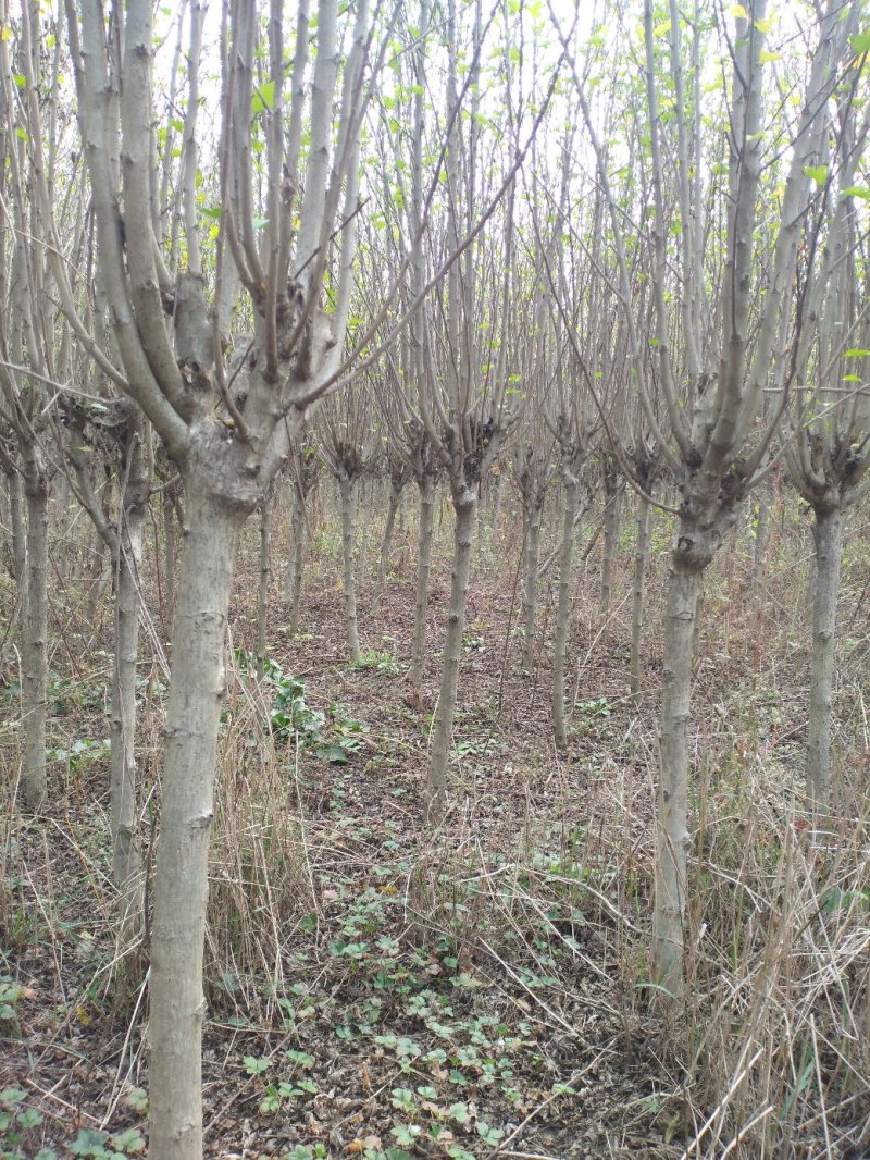 木槿平条基地大量低价直销木槿3-6公分及工程用苗