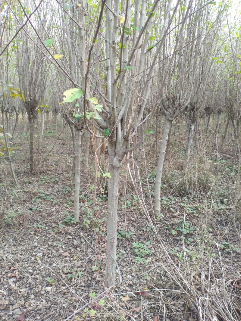 木槿平条基地大量低价直销木槿3-6公分及工程用苗